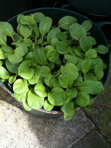 Pak choi with copper tape