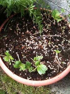 Pak choi with slug pellets